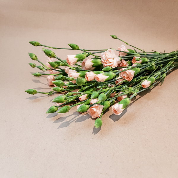 Spray Carnations Peach