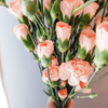 Spray Carnations Peach