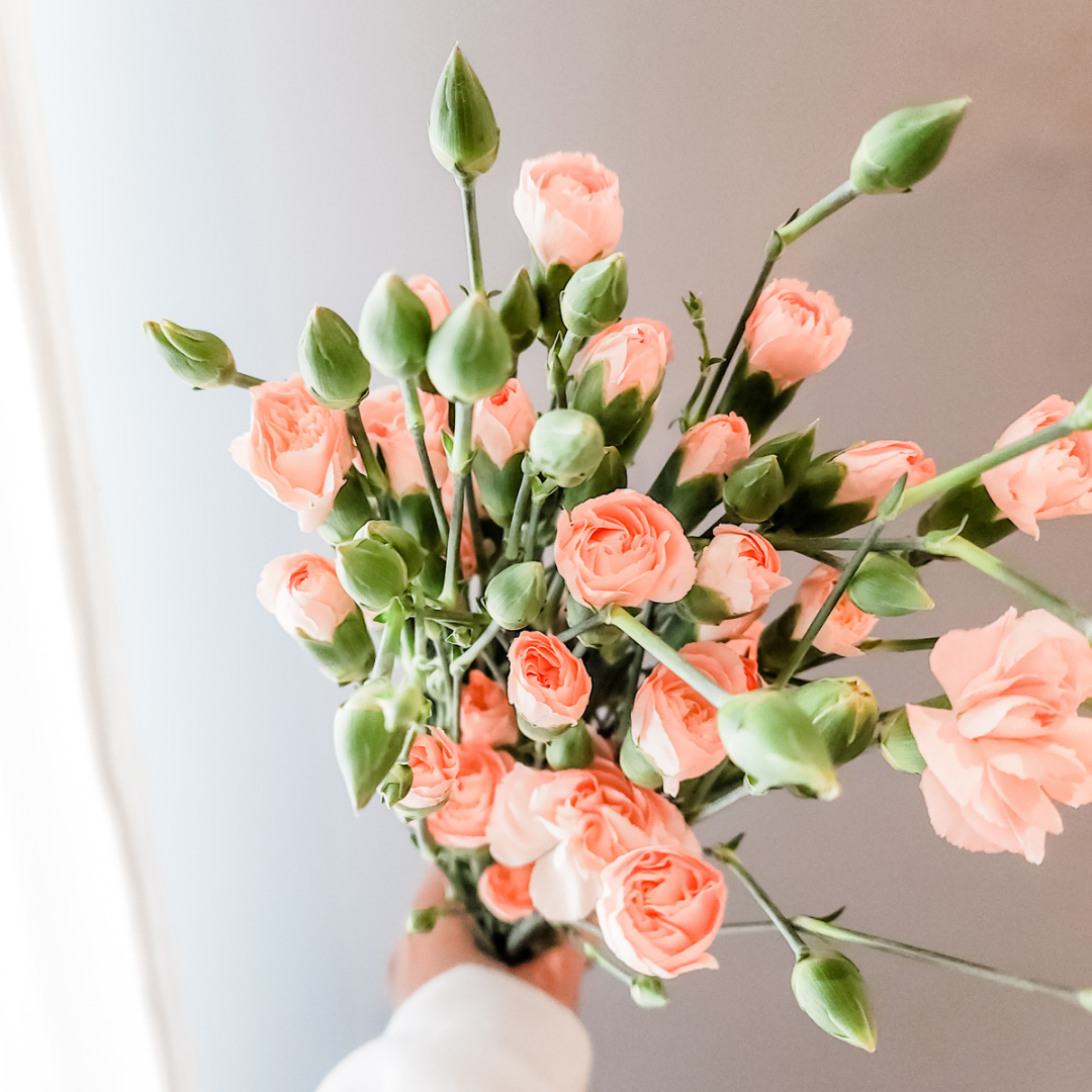 Spray Carnations Peach