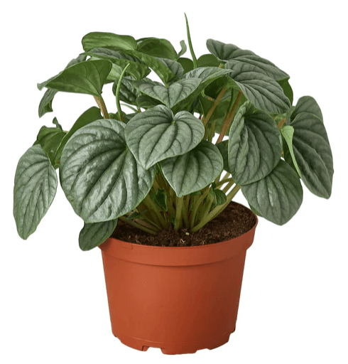 PEPEROMIA FROST - Gifts for You 'n Me