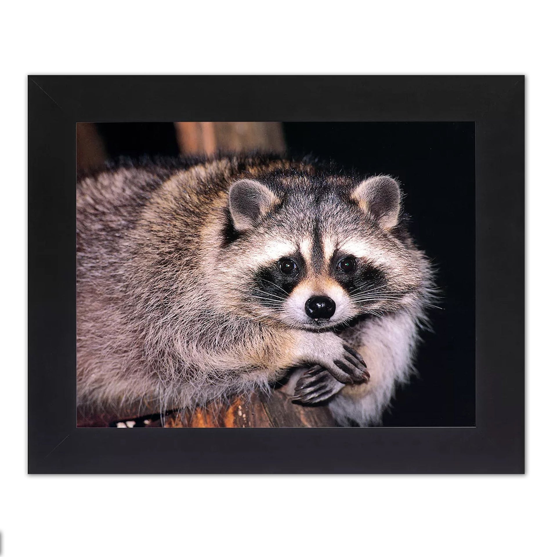 Raccoon Wall Art – Black Framed Wildlife Photo with Crossed Arms Sitting Raccoon