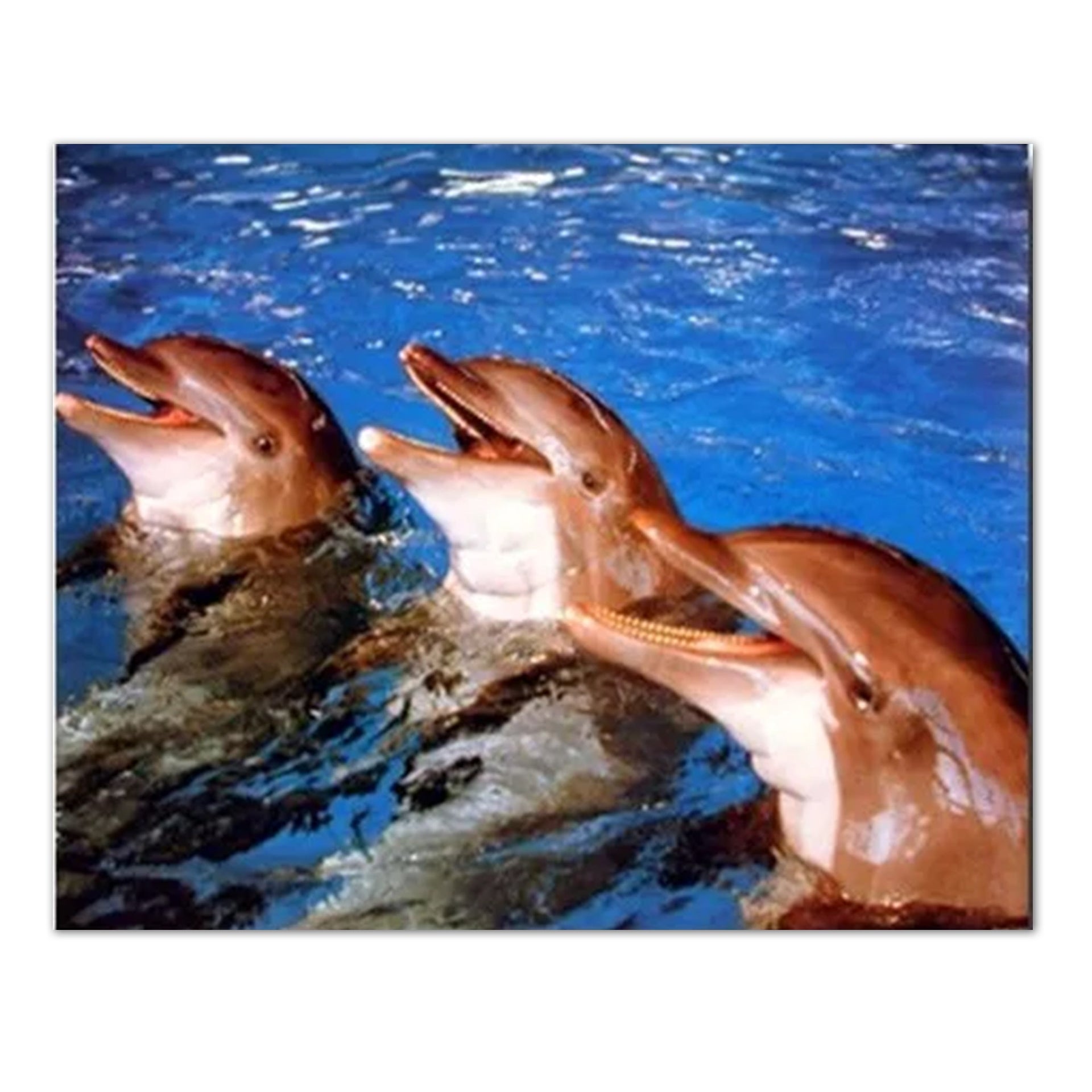 Dolphins Wall Art - Bottlenose Dolphin Print for Kids’ Room | Vivid Marine Animal Artwork