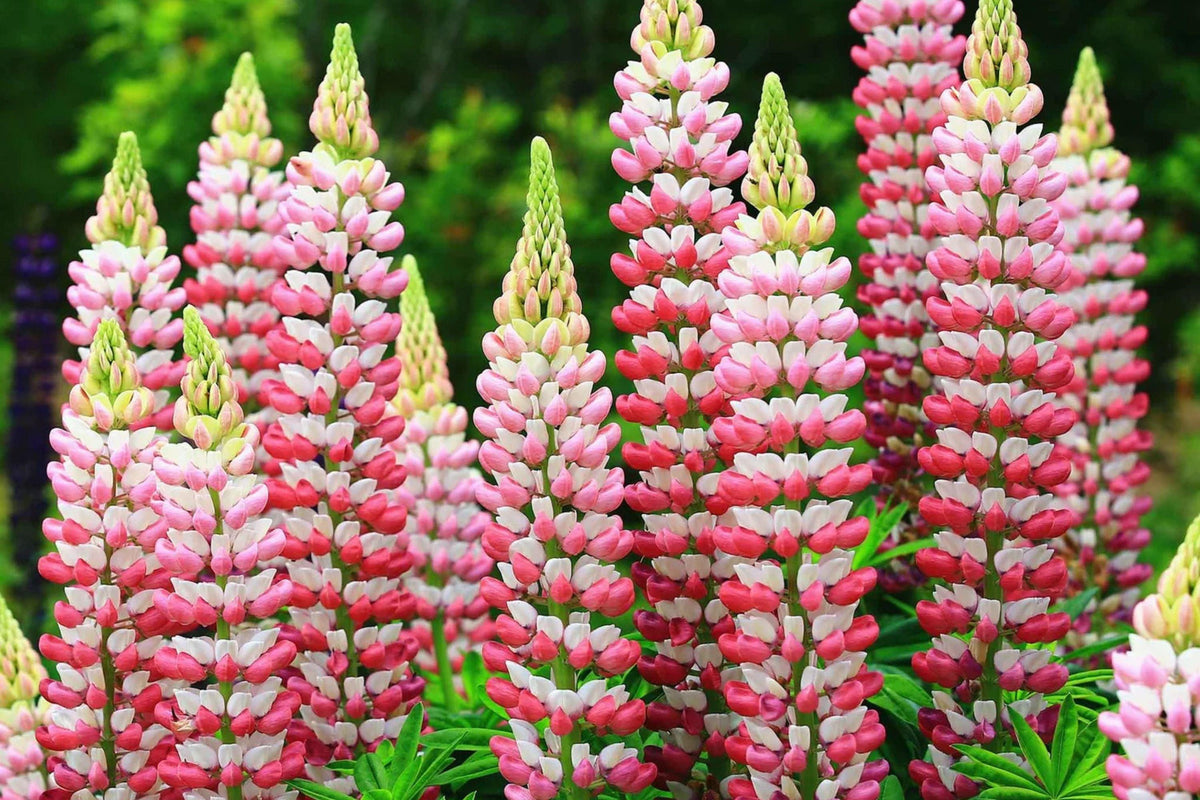Chatelaine Lupine Seeds | Rosy Pink & White Flowers | Attracts Hummingbirds & Butterflies | Non-GMO |  | Perennial