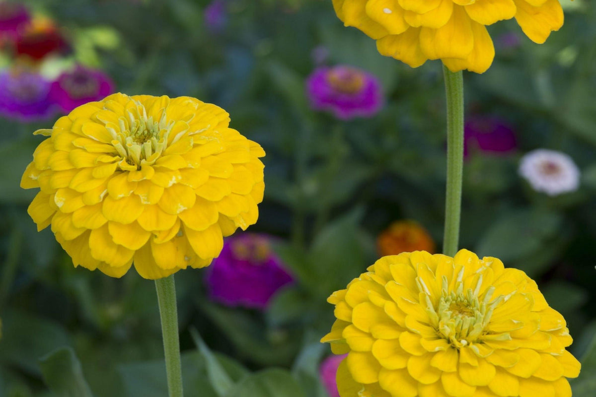 Canary Bird Zinnia Seeds | Bright Yellow Flowers | Attracts Bees & Butterflies | Non-GMO |  | Easy to Grow