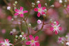 Crimson Red Carmine Baby's Breath Seeds | Non-GMO | Pink-Red Blooms | Cut Flower Garden | Attracts Pollinators | - 100 Seeds