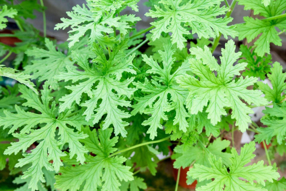 Citrosa Geranium - 25 Seeds Mosquito Repellent Plants - USA Grown -  Fragrant Foliage - Butterfly Friendly - Easy Care