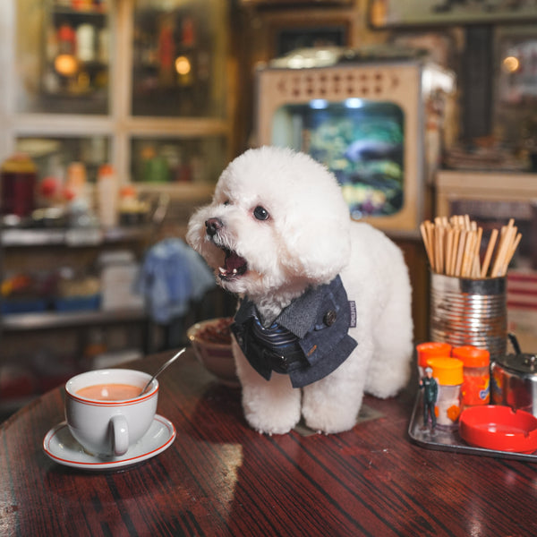 Lok-kwan (洛軍) | Pet Bib Momoji Canada