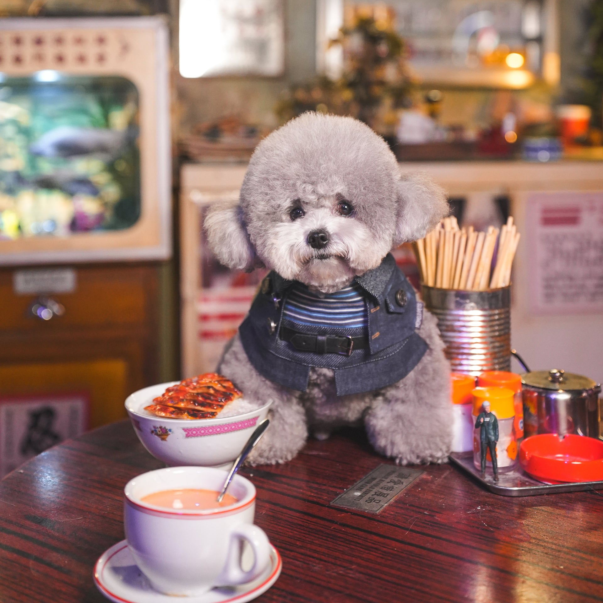 Lok-kwan (洛軍) | Pet Bib Momoji Canada