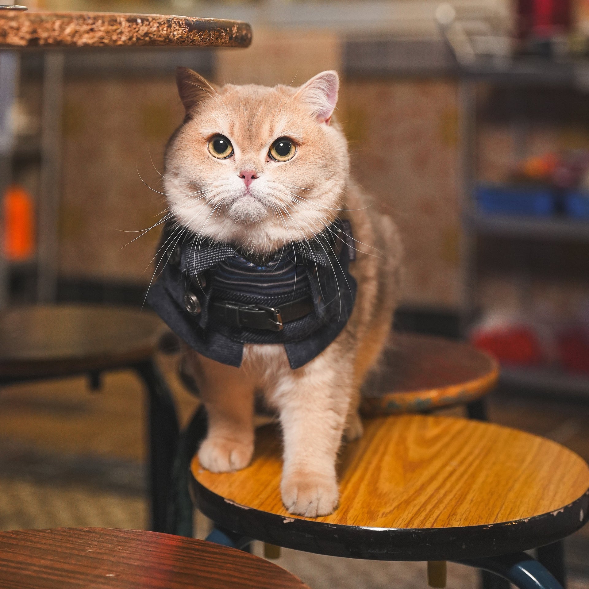 Lok-kwan (洛軍) | Pet Bib Momoji Canada