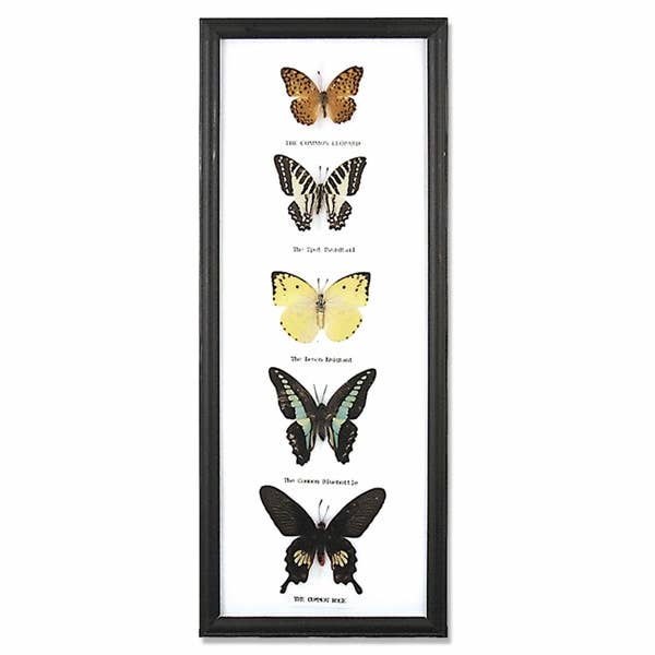 Framed Butterfly Specimens – Artistic Butterfly Display in Decorative Shadow Box