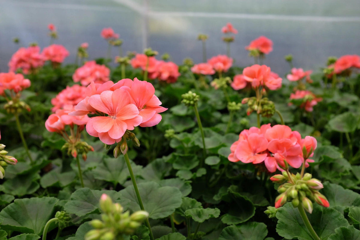 Patriot Salmon Geranium Seeds - 25+ Seeds - Vibrant Coral Blooms - USA Grown -  - Container & Garden Flowers