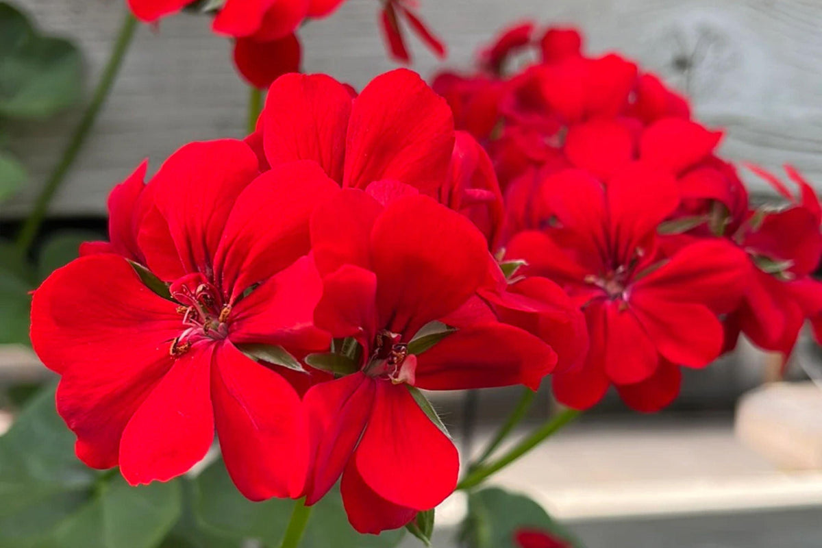 Precision Red Ice Ivy Leaf Geranium Seeds – 25 Seeds – Vibrant Blooms – USA Grown –  – Easy to Grow – USDA Zones 10-11