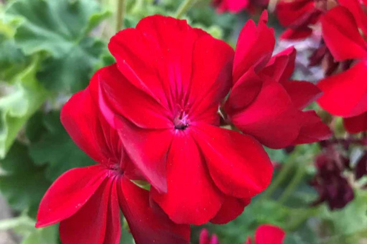 Precision Red Ice Ivy Leaf Geranium Seeds – 25 Seeds – Vibrant Blooms – USA Grown –  – Easy to Grow – USDA Zones 10-11