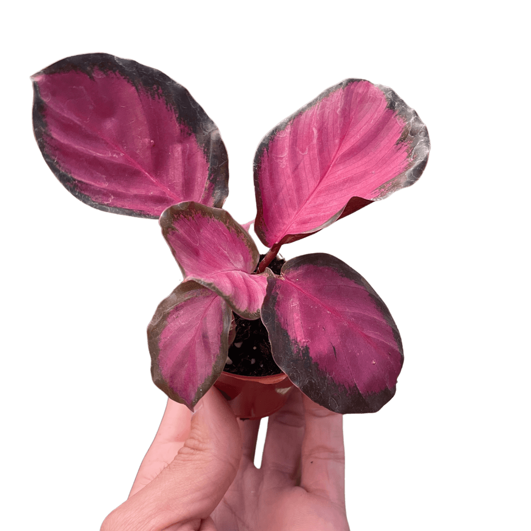 Calathea 'Purple Rose'