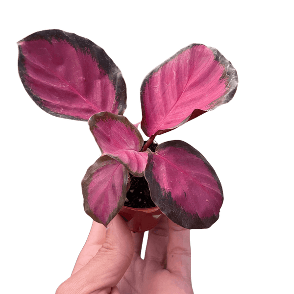 Calathea 'Purple Rose'