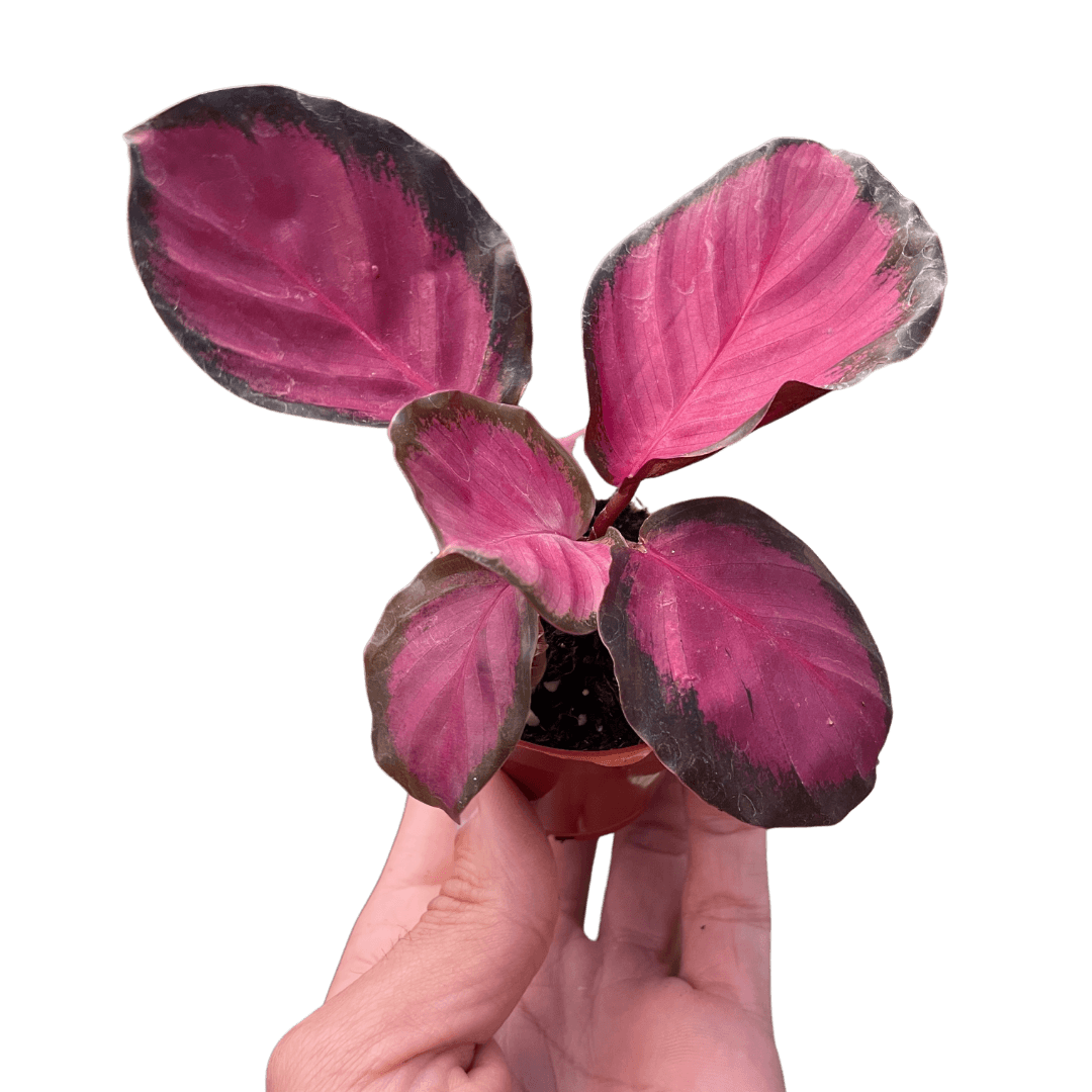 Calathea 'Purple Rose'