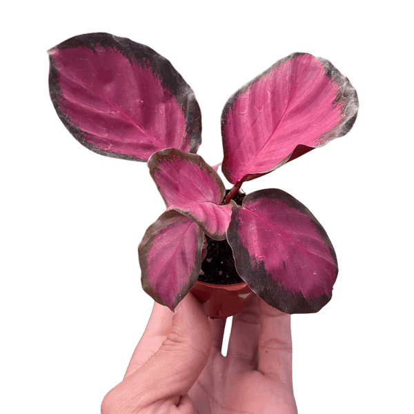 Calathea 'Purple Rose'