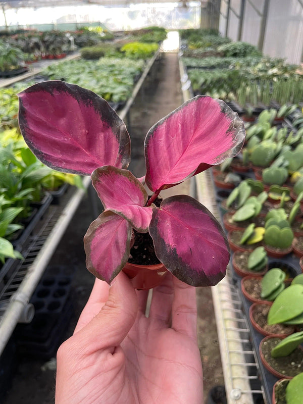 Calathea 'Purple Rose' - Gifts for You 'n Me