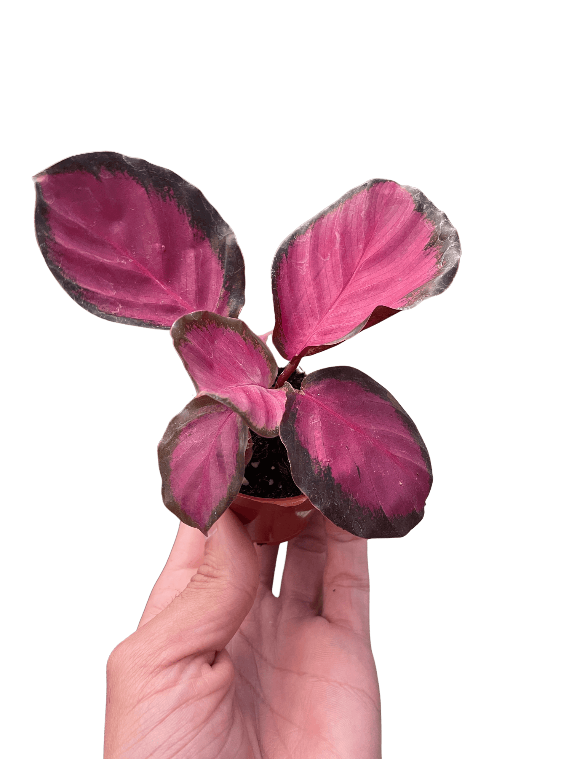 Calathea 'Purple Rose'