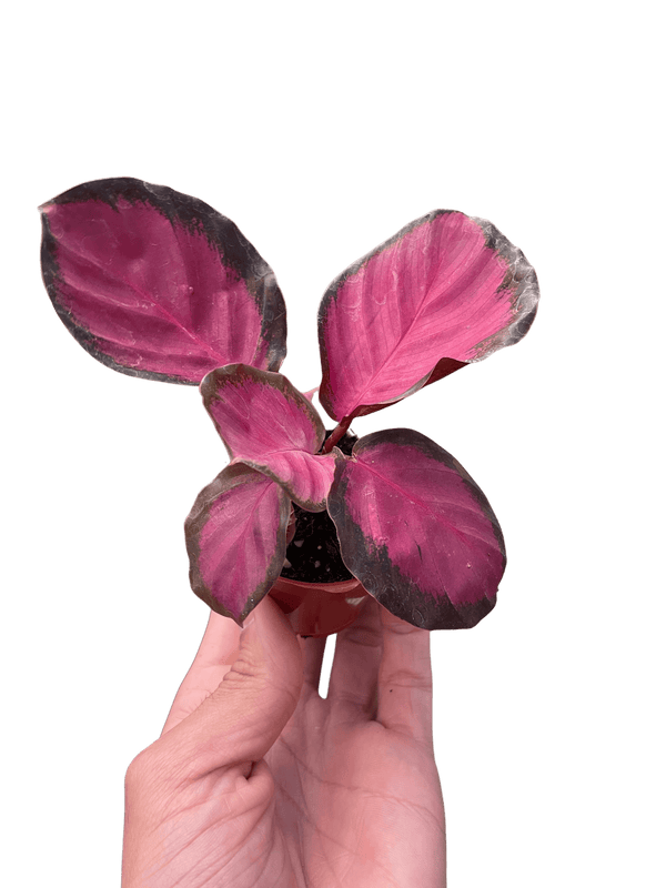 Calathea 'Purple Rose'