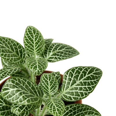 Fittonia 'White Nerve Plant'