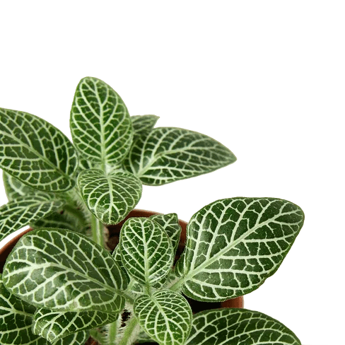 Fittonia 'White Nerve Plant' - Gifts for You 'n Me