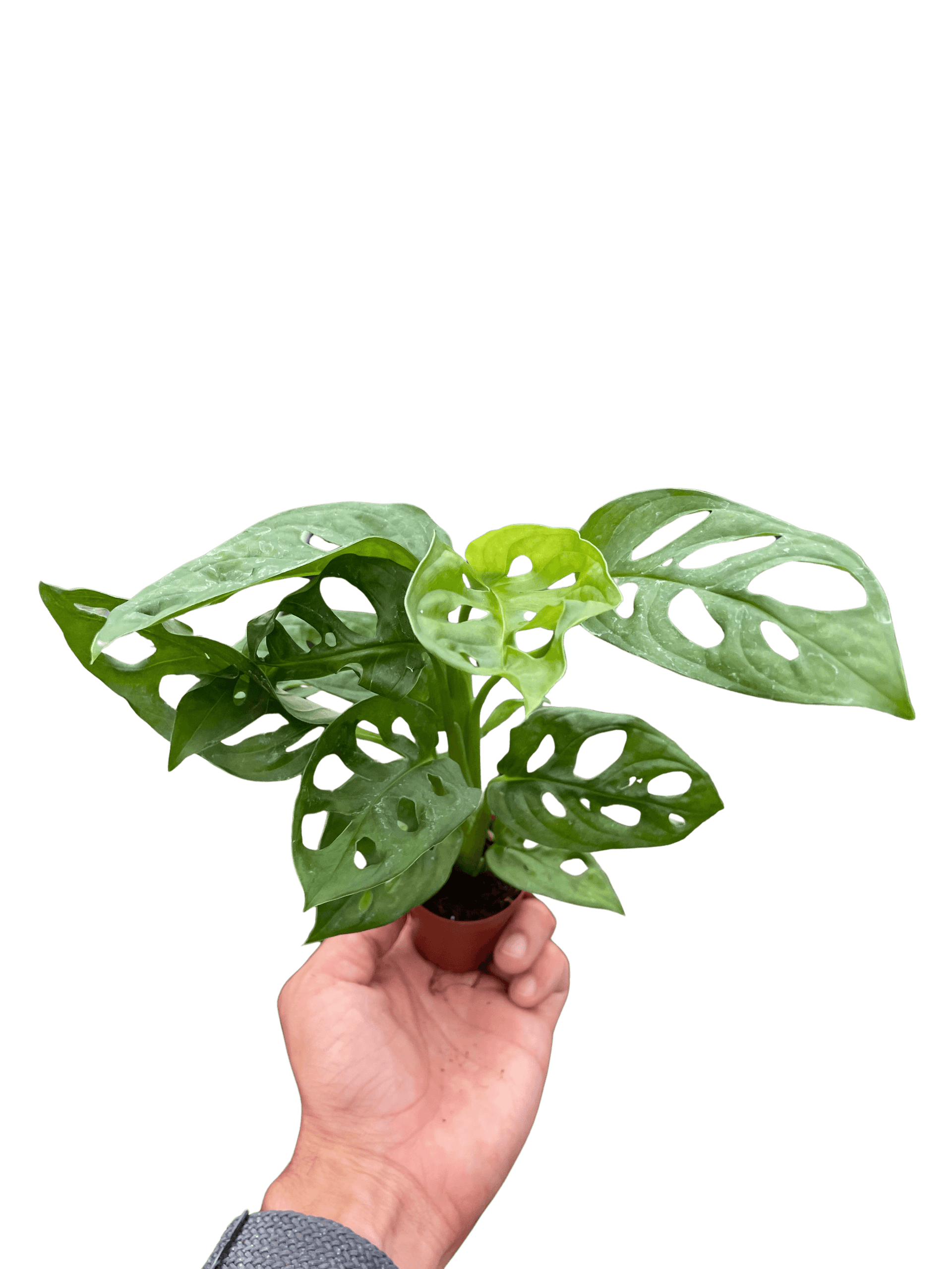 Monstera Adansonii Swiss Cheese | Easy Care Vining Plant | House Plant Shop