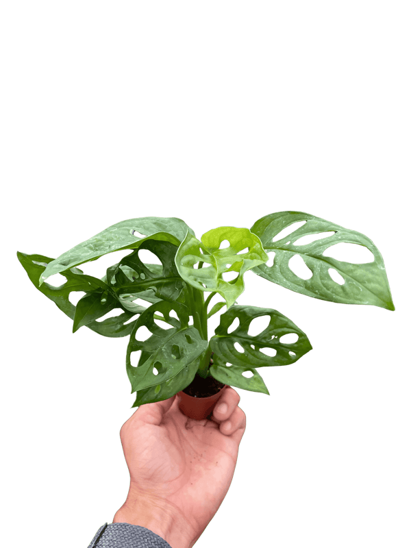 Monstera Adansonii Swiss Cheese | Easy Care Vining Plant | House Plant Shop
