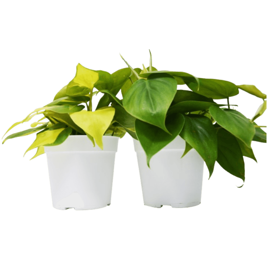 2 Philodendron Variety Pack - 4