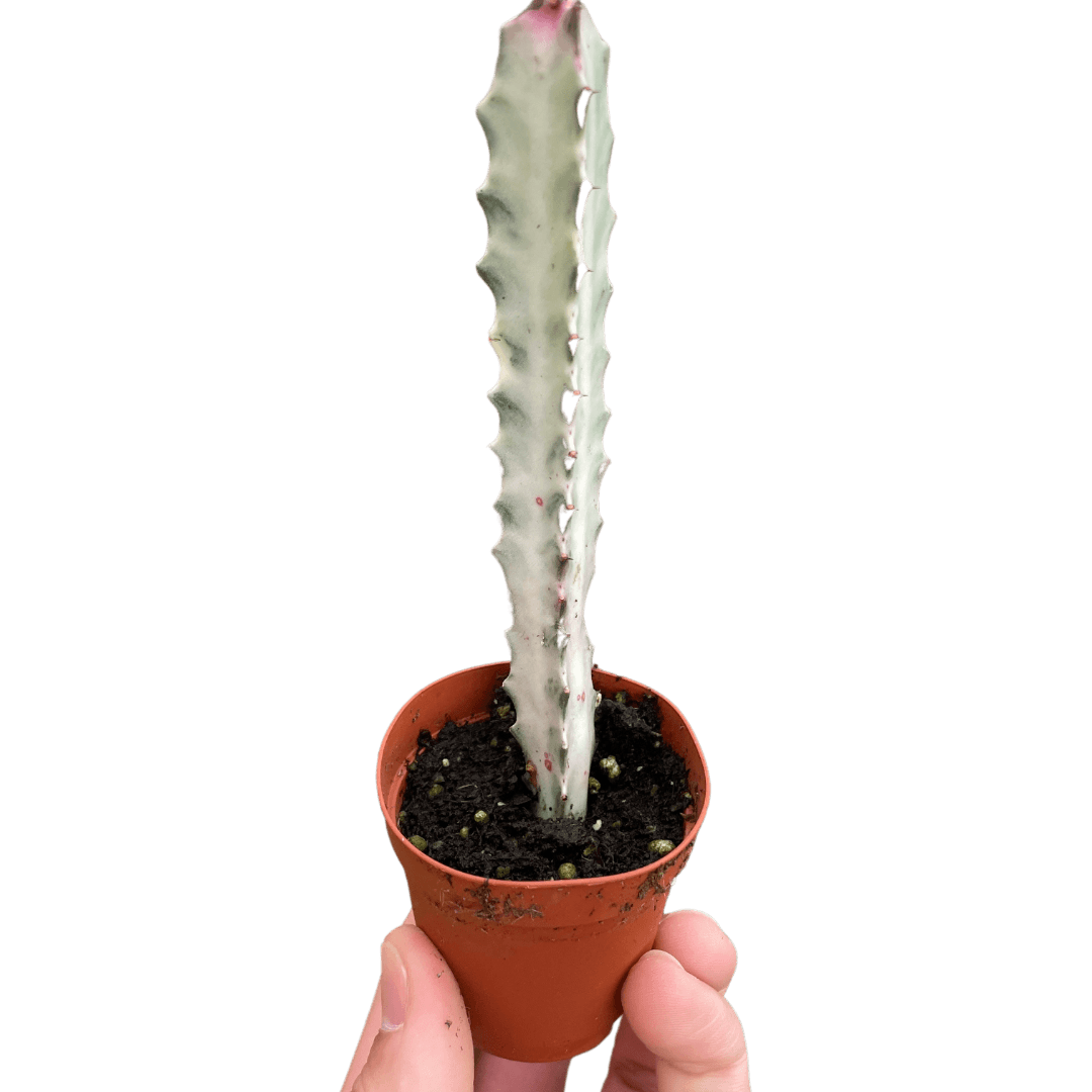 Succulent Euphorbia 'Dragon Bone'
