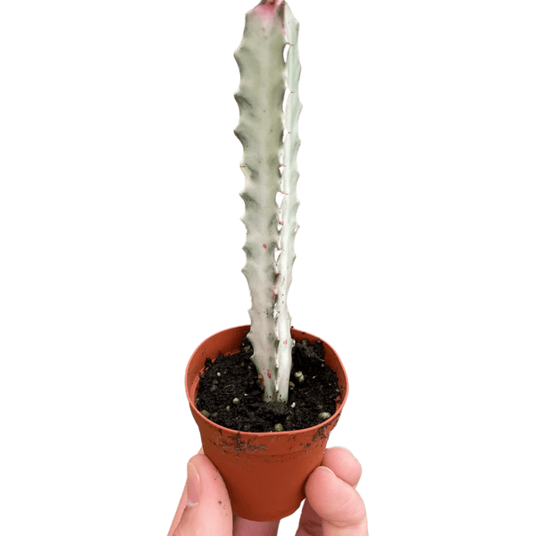 Succulent Euphorbia 'Dragon Bone'