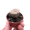 Lithop Living Stone