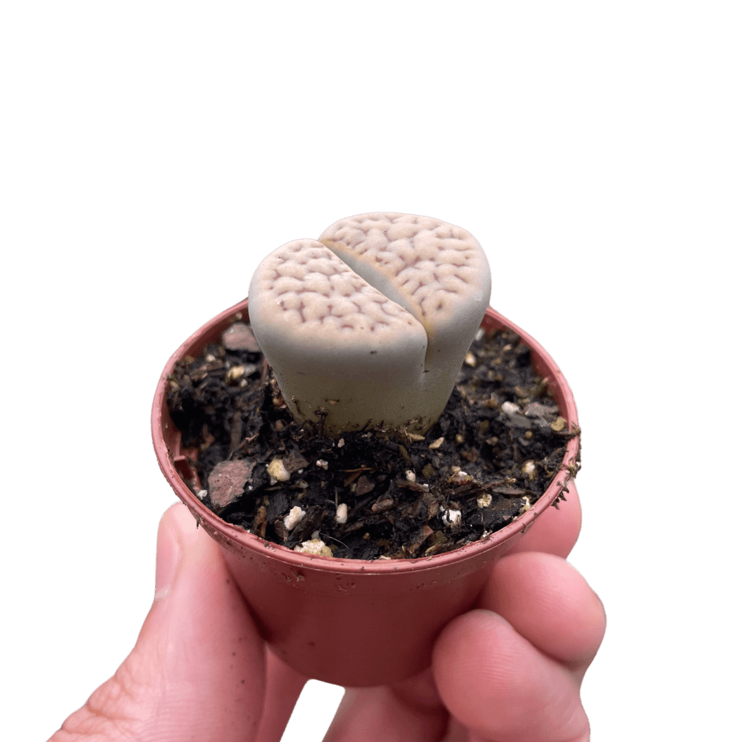 Lithop Living Stone
