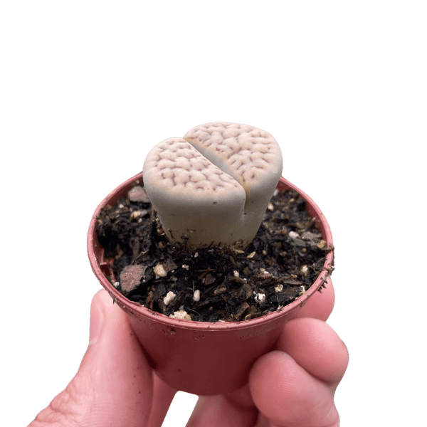 Lithop Living Stone