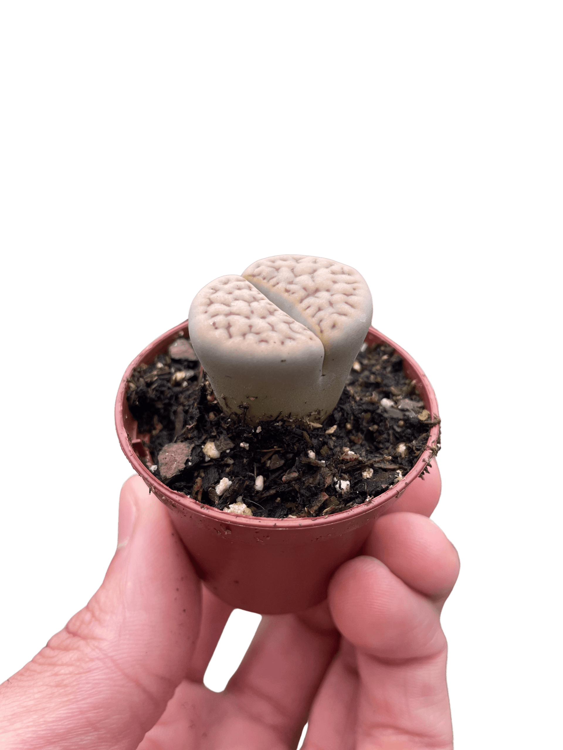 Lithop Living Stone
