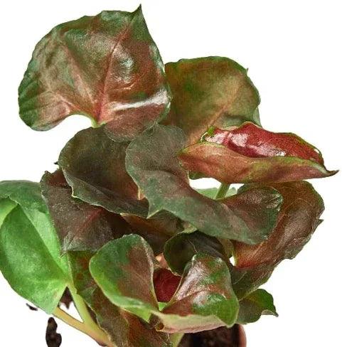 Syngonium Merry - Gifts for You 'n Me
