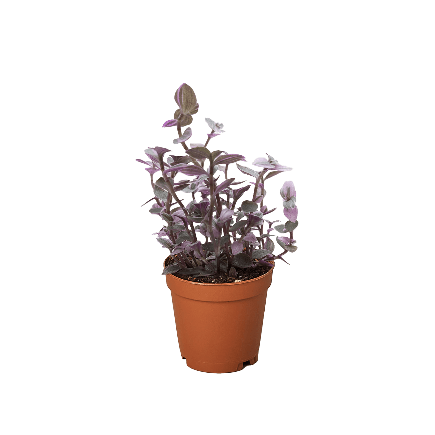 Tradescantia Callisia 'Pink Panther'