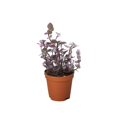 Tradescantia Callisia 'Pink Panther'