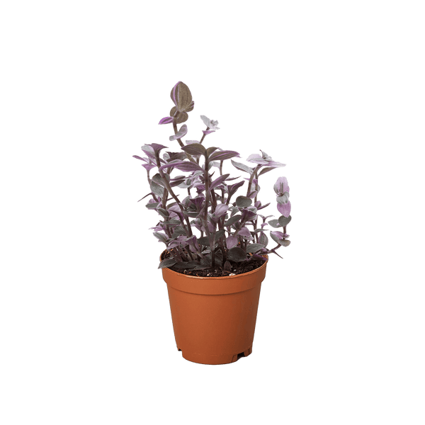 Tradescantia Callisia 'Pink Panther'