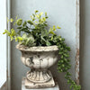 Cement Planter Urn
