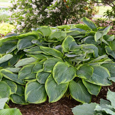 PW® Shadowland® Wu-La-La Hosta