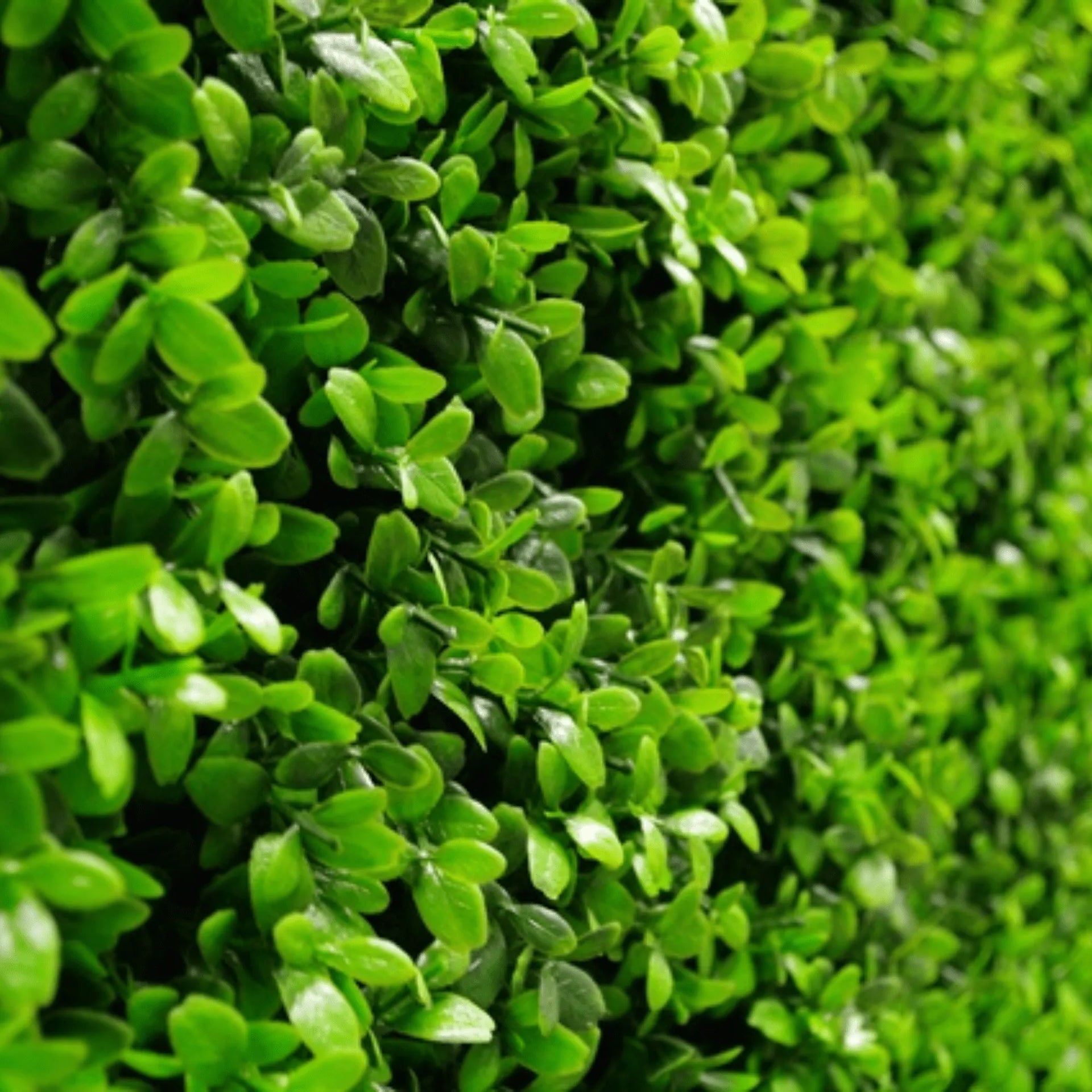 Sample Panel – Bright Boxwood Green Wall (Small Sample)