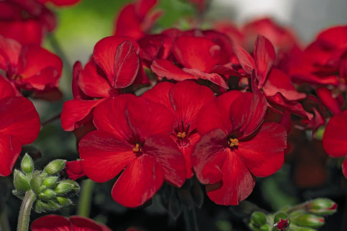 Precision Red Ice Ivy Leaf Geranium Seeds – 25 Seeds – Vibrant Blooms – USA Grown –  – Easy to Grow – USDA Zones 10-11