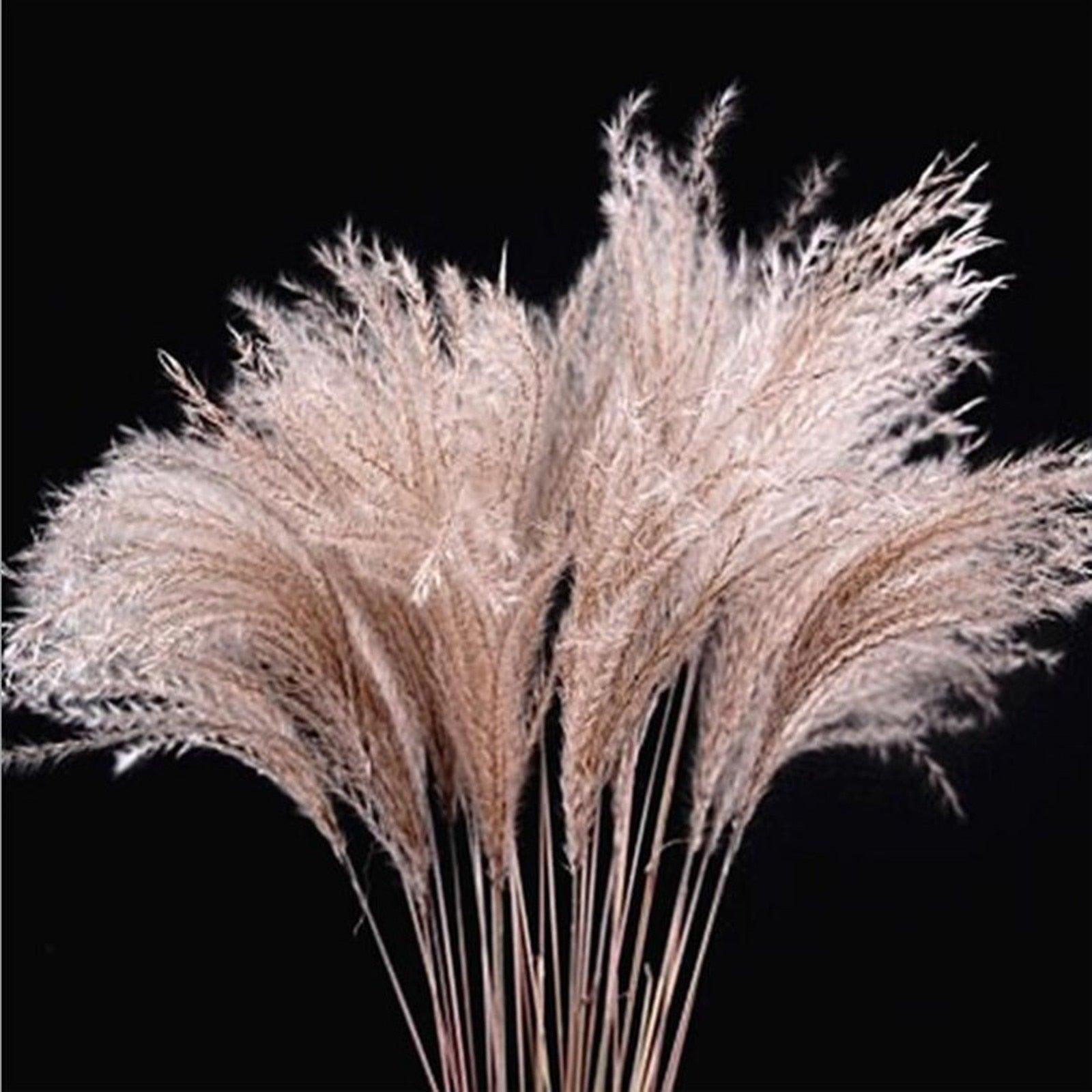 30/50pcs Bulrush Natural Dried Small Pampas Grass Artificial Decor Wedding Flower Bunch Home Office  Floor Vase Filler for Living Room Kitchen And Event Decoration