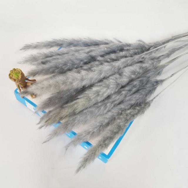 30pcs Natural Dried Pampas Grass Bouquet Pampas Grass Reeds Flowers Bulrush Bouquets Durable For for Vase Artificial Grass Room Décor Wedding Decorations