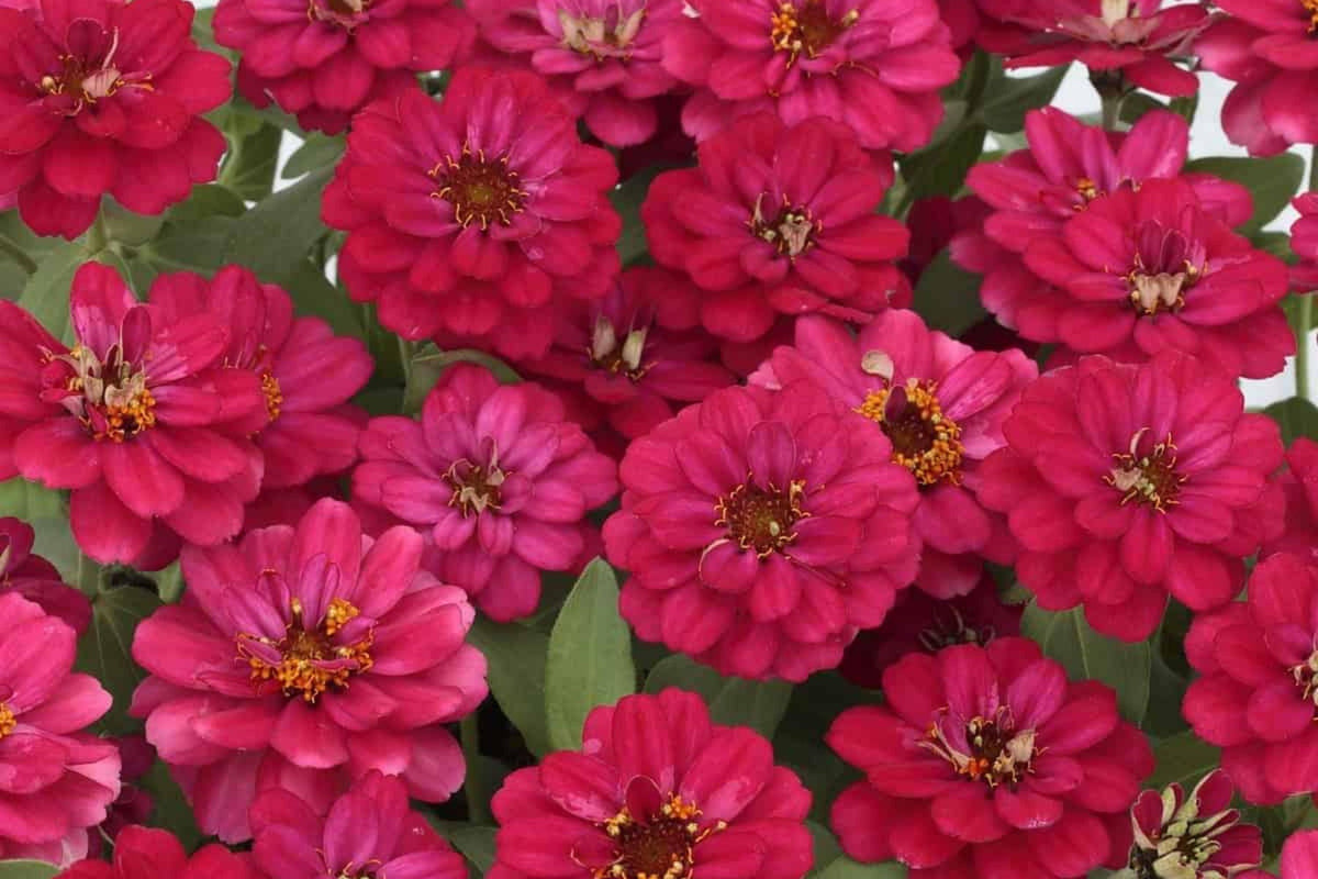 100+ Profusion Double Hot Cherry Zinnia Seeds – Bright Bold Blooms – Easy Garden Flowers – USA Grown –