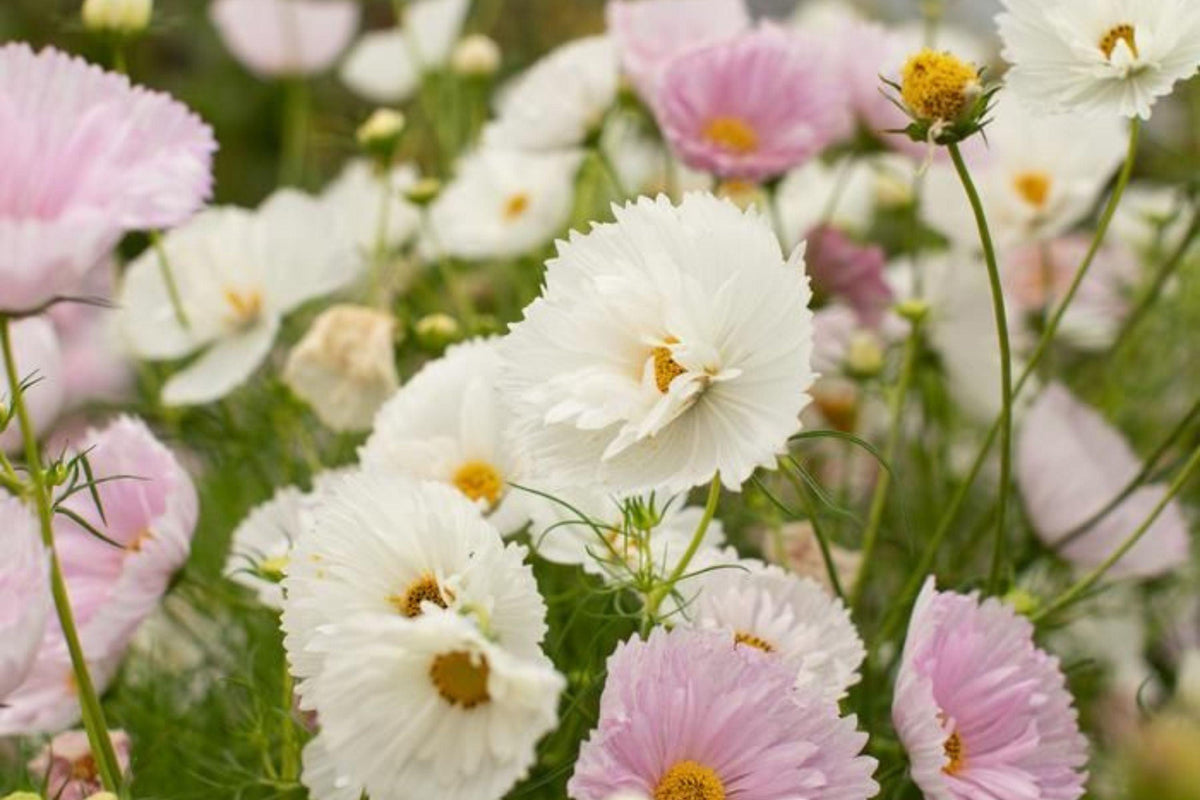 Cupcake Blush Cosmos Seeds - 200+ Dreamy Pink Blooms - USA Grown -  - Butterfly Garden - Cut Flowers - Easy to Grow