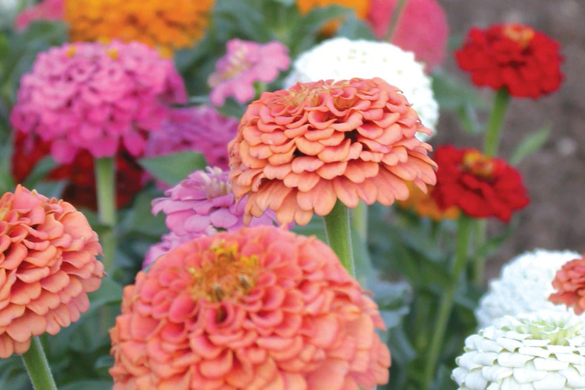 Oklahoma Mix Zinnia Seeds – 100+ Heirloom Flower Seeds, , Double Blooms, Cut Flower & Pollinator Garden, USA Grown