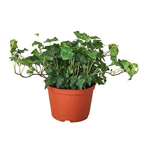 English Ivy Green California - Gifts for You 'n Me