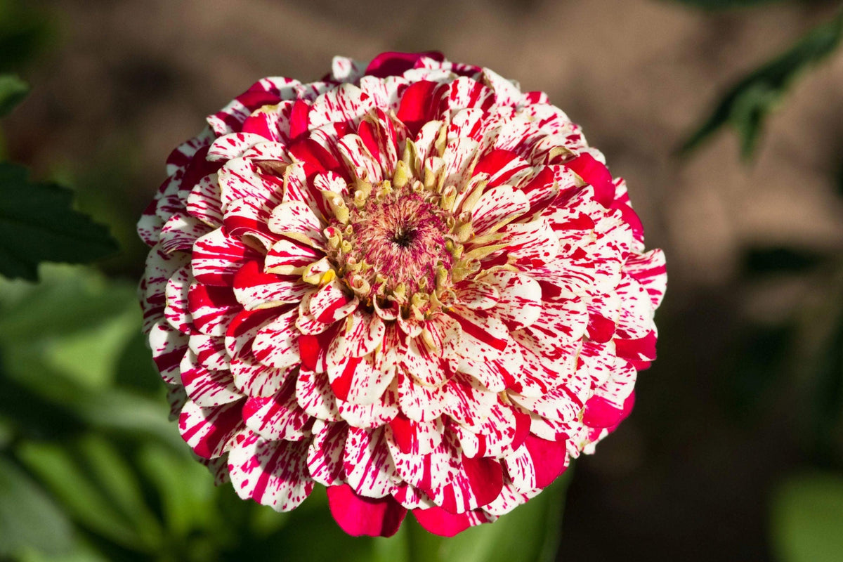 Bon Bon Mix Zinnia Seeds – 100+ Dwarf Flower Seeds, , Colorful Pom-Pom Blooms, Pollinator & Container Garden